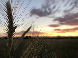 a grasshopper enjoying the sunset.